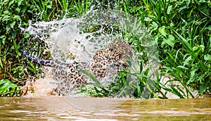 Jaguar attacks its prey in the water.