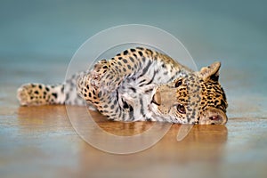 Jaguar baby rest photo