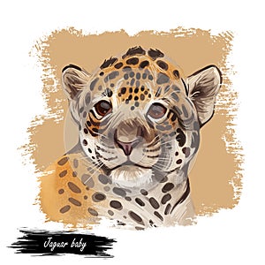 Jaguar baby tabby portrait closeup of animal. Panthera carnivore fauna. Wildlife of South America, drawn big mammal with furry