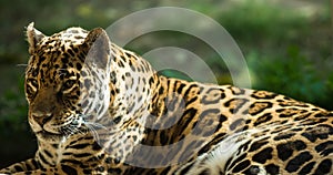 Jaguar