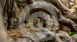 Jaguar Behind Trees