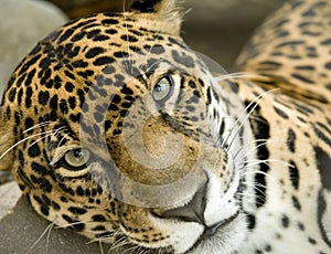 Jaguar big cat panthera onca, costa rica