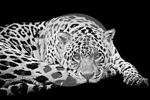 Jaguar with a black Background in B&W