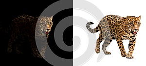 Jaguar on black and white background photo