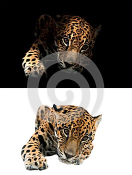 Jaguar on black and white background