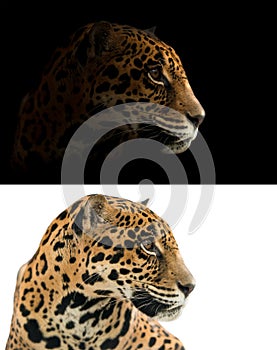 Jaguar on black and white background