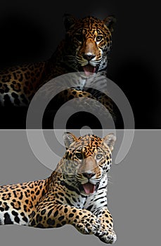 Jaguar on black and white background