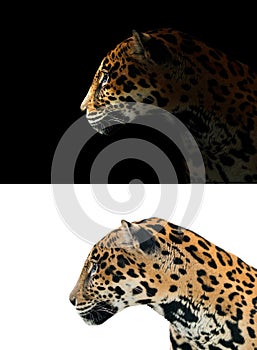 Jaguar on black and white background