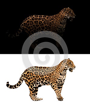 Jaguar on black and white background