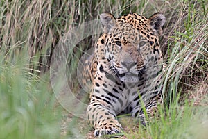 Jaguar in Brasil photo