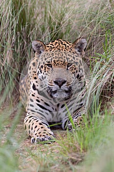 Jaguar in Brasil photo