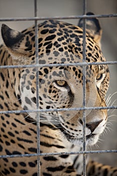 Jaguar in Cage