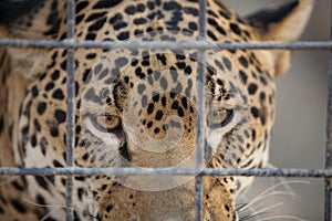 Jaguar in Cage