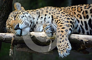 Jaguar is a cat, a feline