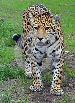 Jaguar is a cat, a feline in the Panthera