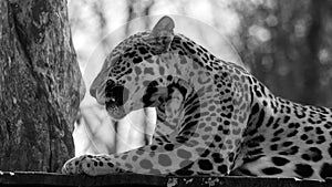 Jaguar is a cat, a feline in the Panthera