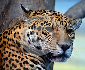 Jaguar is a cat, a feline in the Panthera genus