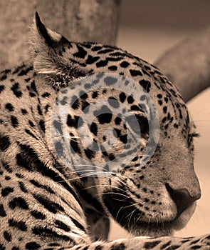 Jaguar is a cat, a feline in the Panthera genus