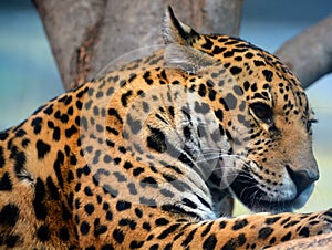 Jaguar is a cat, a feline in the Panthera genus