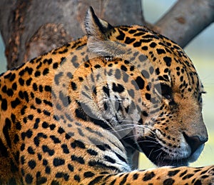 Jaguar is a cat, a feline in the Panthera genus