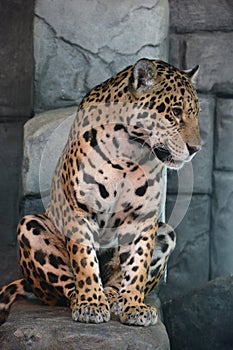 Jaguar is a cat, a feline in the Panthera genus