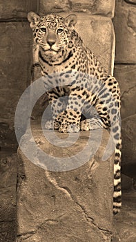 Jaguar is a cat, a feline in the Panthera genus