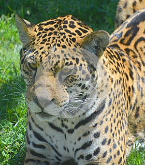 Jaguar is a cat, a feline in the Panthera genus