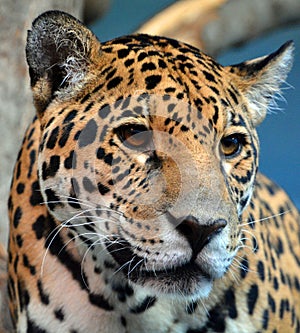 Jaguar is a cat, a feline in the Panthera genus only extant