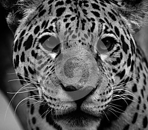 Jaguar is a cat, a feline in the Panthera genus only extant