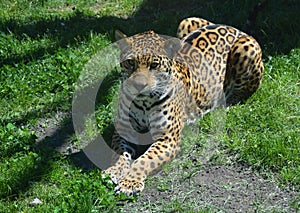 Jaguar is a cat, a feline in the Panthera genus only extant Panthera species