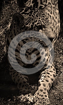 Jaguar is a cat, a feline in the Panthera genus only extant Panthera species