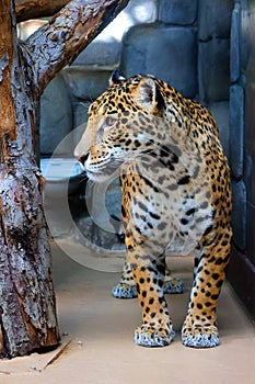 Jaguar is a cat, a feline in the Panthera genus only extant Panthera species