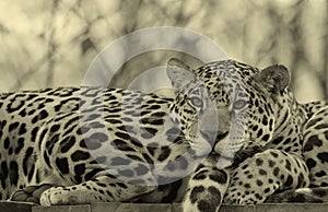 Jaguar is a cat, a feline in the Panthera genus only extant Panthera species native to the Americas