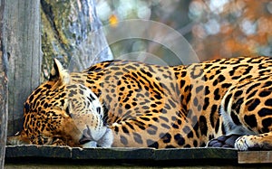 Jaguar is a cat, a feline in the Panthera genus only extant Panthera species native to the Americas