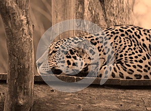 Jaguar is a cat, a feline in the Panthera genus only extant Panthera species native to the Americas