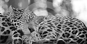 Jaguar is a cat, a feline in the Panthera genus only extant Panthera species native to the Americas