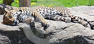 Jaguar is a cat, a feline in the Panthera genus only extant Panthera species native to the Americas. Jaguar