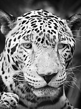 Jaguar Cat Portrait Black and White