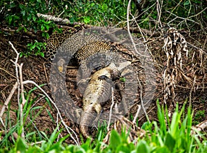 Jaguar caught the caiman and drags it ashore deep into the forest.