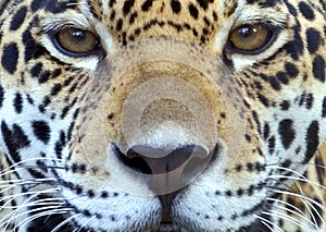 Jaguar Close-up