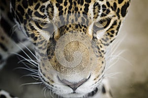 Jaguar close up, portrait of an impressive panthera onca hunting, the look of the jaguar