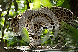 Jaguar closeup in jungle