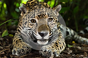 Jaguar closeup in jungle