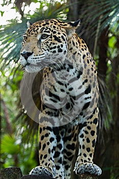 Jaguar closeup in jungle