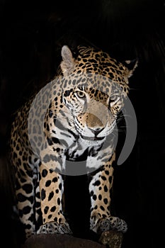 Jaguar closeup in jungle on black background