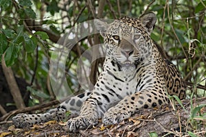 Jaguar closeup resting in the shade