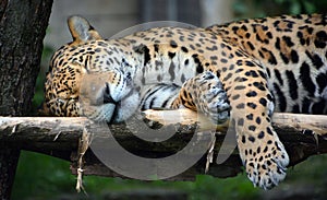 Jaguar cub is a big cat, a feline in the Panthera genus