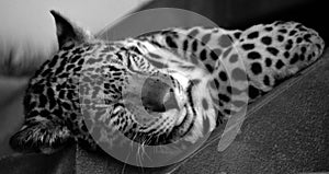 Jaguar cub is a cat, a feline in the Panthera genus
