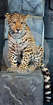 Jaguar cub is a feline in the Panthera genus