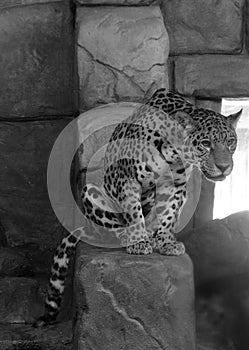 Jaguar cub is a feline in the Panthera genus